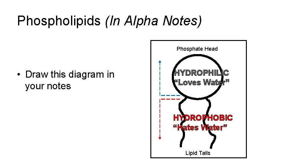 Phospholipids (In Alpha Notes) Phosphate Head • Draw this diagram in your notes HYDROPHILIC Phospholipids (In Alpha Notes) Phosphate Head • Draw this diagram in your notes HYDROPHILIC