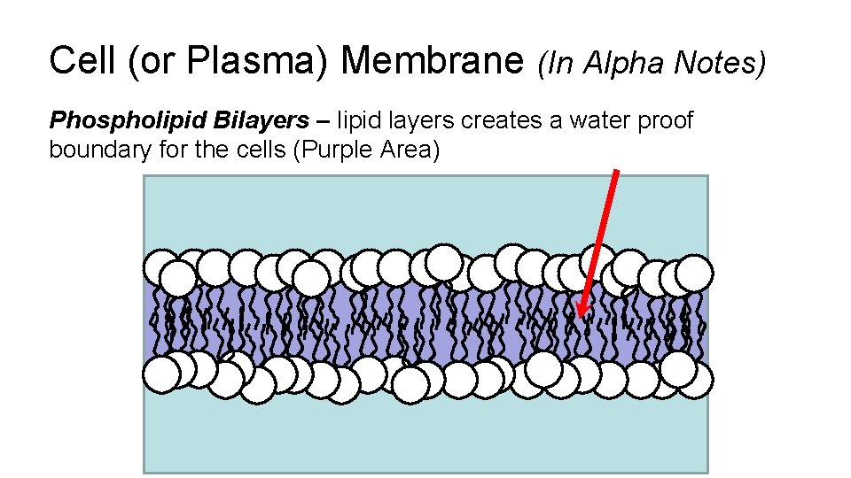 Cell (or Plasma) Membrane (In Alpha Notes) Phospholipid Bilayers – lipid layers creates a