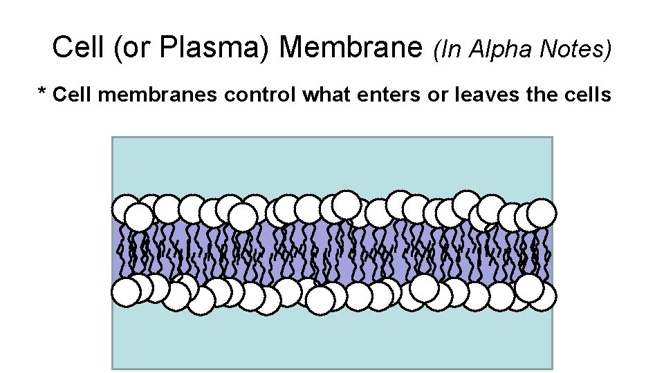 Cell (or Plasma) Membrane (In Alpha Notes) * Cell membranes control what enters or Cell (or Plasma) Membrane (In Alpha Notes) * Cell membranes control what enters or
