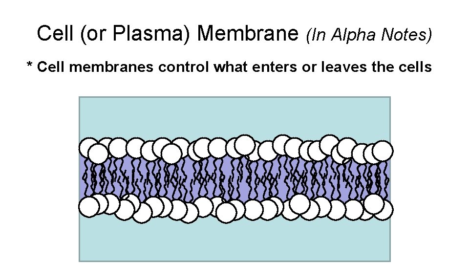 Cell (or Plasma) Membrane (In Alpha Notes) * Cell membranes control what enters or