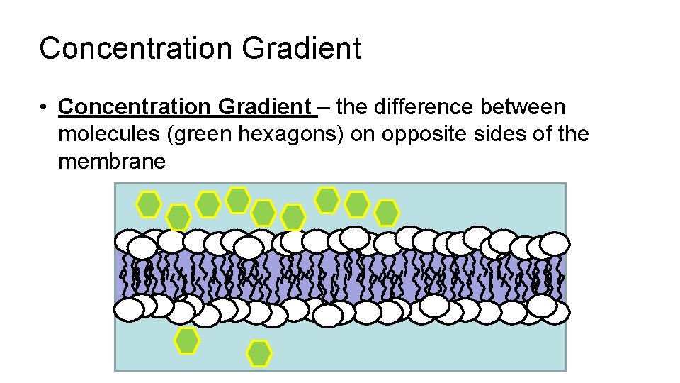 Concentration Gradient • Concentration Gradient – the difference between molecules (green hexagons) on opposite