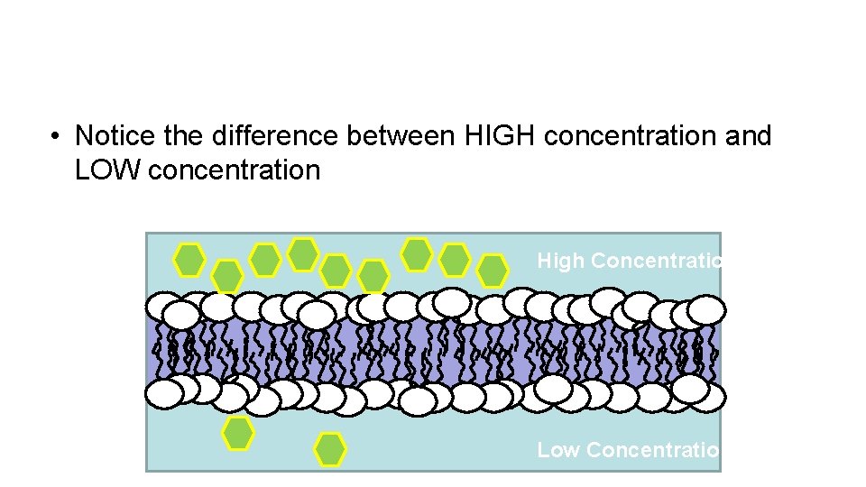  • Notice the difference between HIGH concentration and LOW concentration High Concentration Low