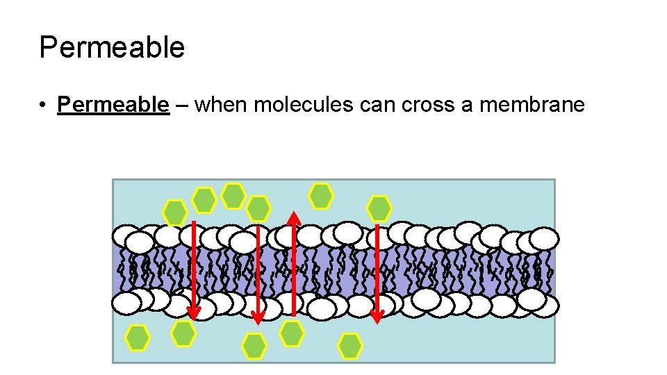 Permeable • Permeable – when molecules can cross a membrane 