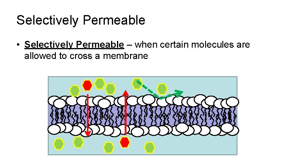 Selectively Permeable • Selectively Permeable – when certain molecules are allowed to cross a Selectively Permeable • Selectively Permeable – when certain molecules are allowed to cross a