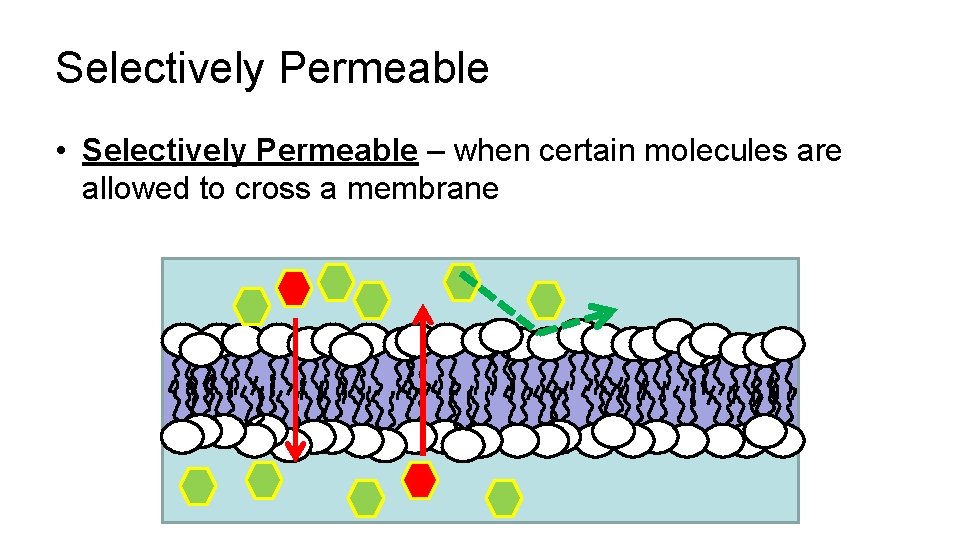 Selectively Permeable • Selectively Permeable – when certain molecules are allowed to cross a