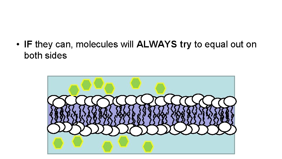  • IF they can, molecules will ALWAYS try to equal out on both