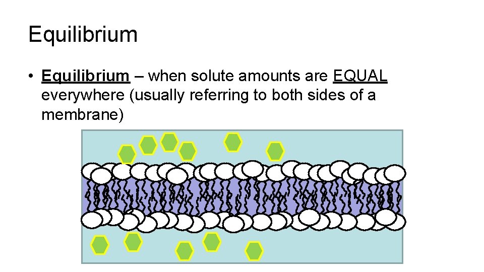 Equilibrium • Equilibrium – when solute amounts are EQUAL everywhere (usually referring to both