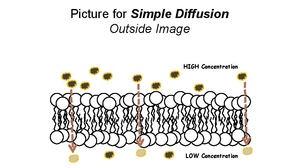 Picture for Simple Diffusion Outside Image HIGH Concentration LOW Concentration 