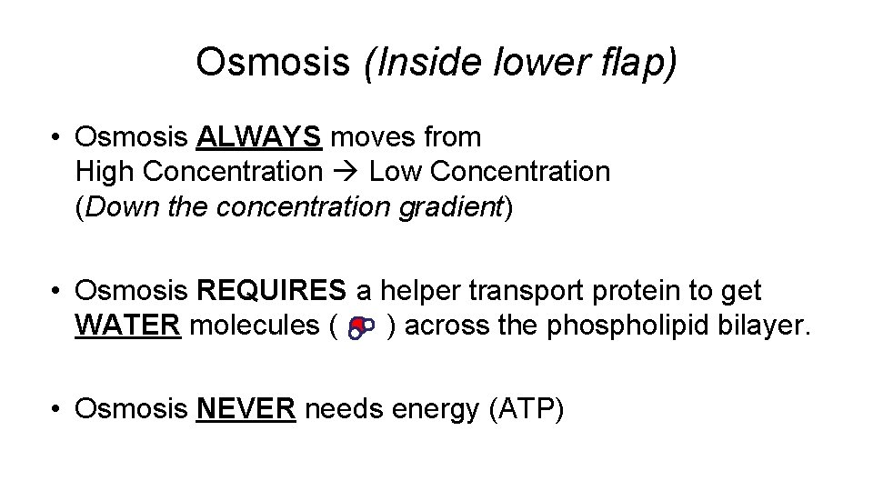 Osmosis (Inside lower flap) • Osmosis ALWAYS moves from High Concentration Low Concentration (Down