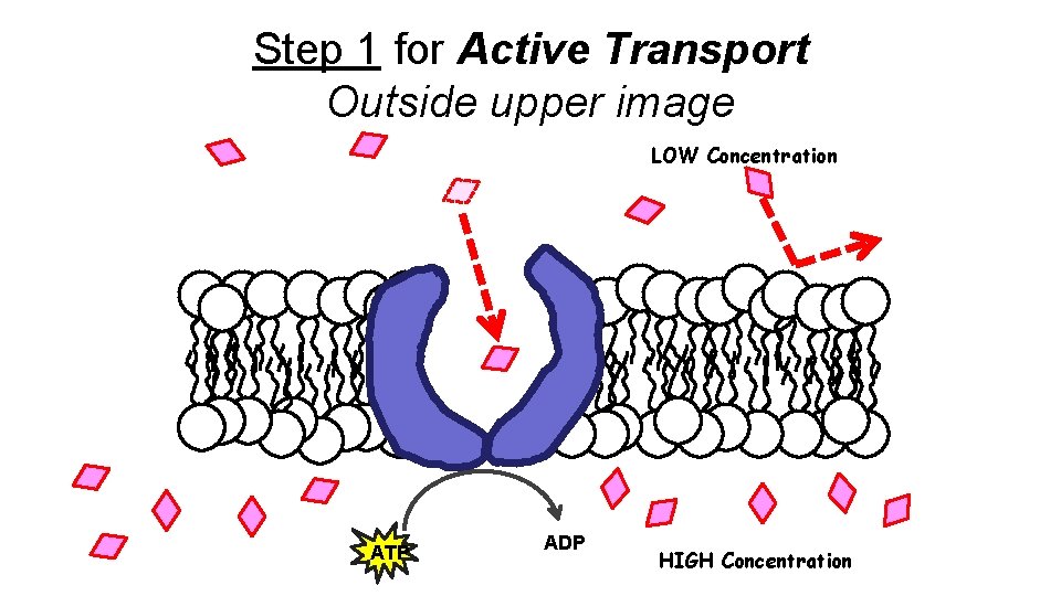 Step 1 for Active Transport Outside upper image LOW Concentration ATP ADP HIGH Concentration Step 1 for Active Transport Outside upper image LOW Concentration ATP ADP HIGH Concentration