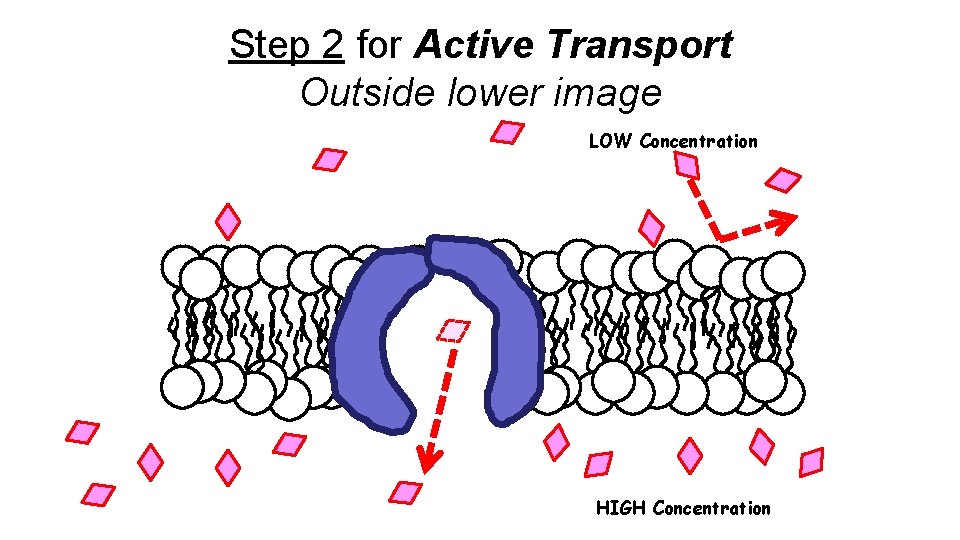 Step 2 for Active Transport Outside lower image LOW Concentration HIGH Concentration Step 2 for Active Transport Outside lower image LOW Concentration HIGH Concentration