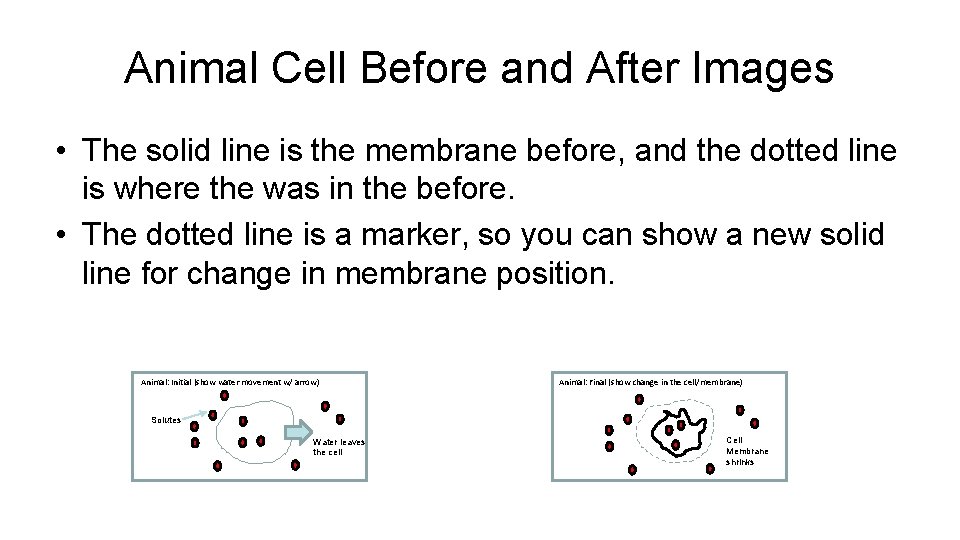 Animal Cell Before and After Images • The solid line is the membrane before, Animal Cell Before and After Images • The solid line is the membrane before,