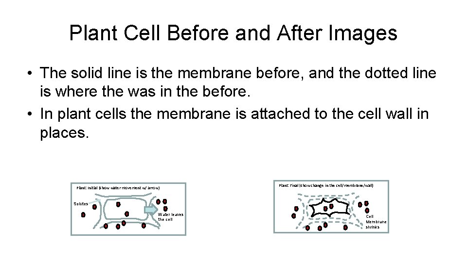Plant Cell Before and After Images • The solid line is the membrane before, Plant Cell Before and After Images • The solid line is the membrane before,