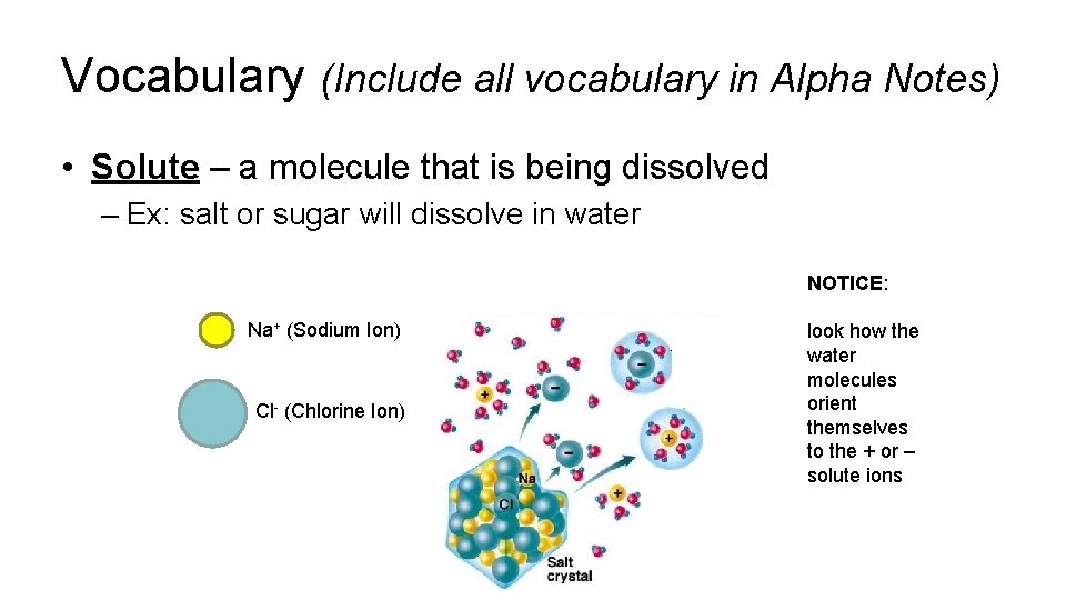Vocabulary (Include all vocabulary in Alpha Notes) • Solute – a molecule that is Vocabulary (Include all vocabulary in Alpha Notes) • Solute – a molecule that is