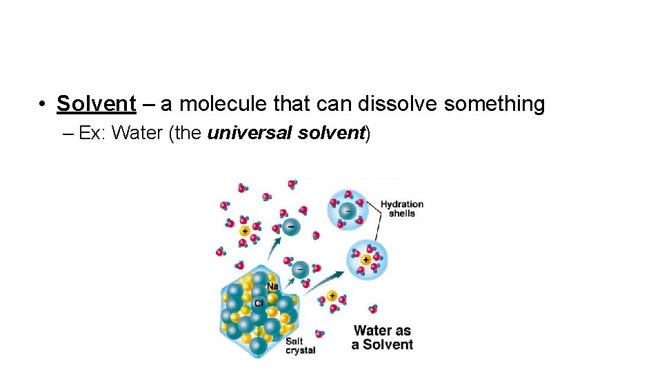 • Solvent – a molecule that can dissolve something – Ex: Water (the • Solvent – a molecule that can dissolve something – Ex: Water (the