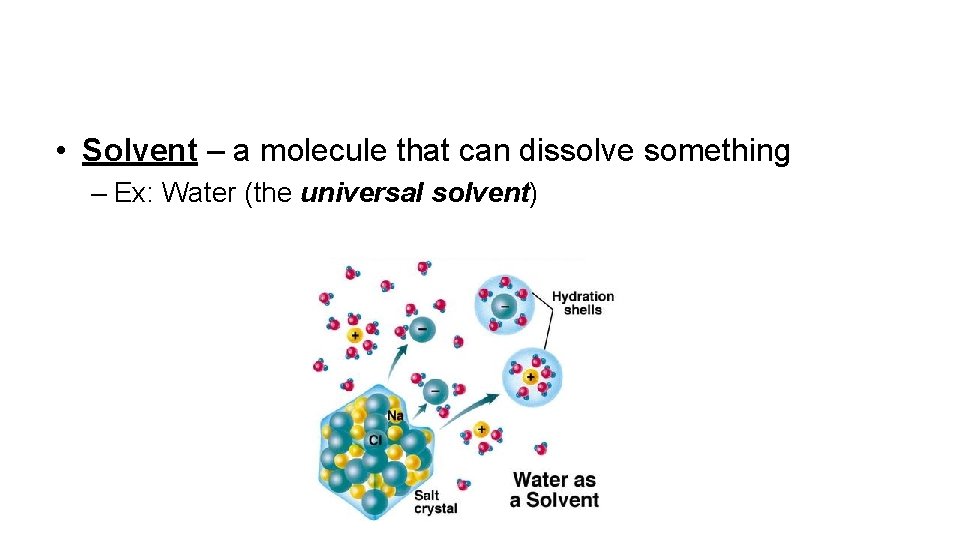  • Solvent – a molecule that can dissolve something – Ex: Water (the