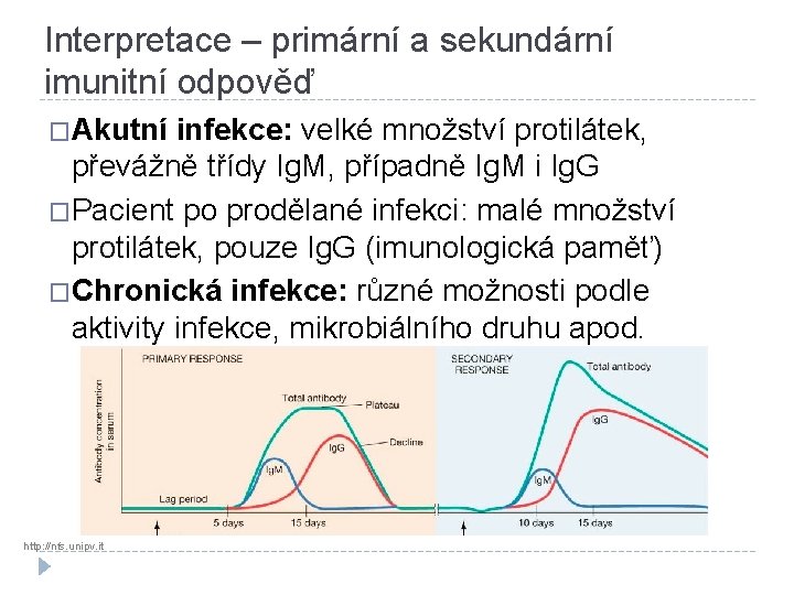Interpretace – primární a sekundární imunitní odpověď �Akutní infekce: velké množství protilátek, převážně třídy