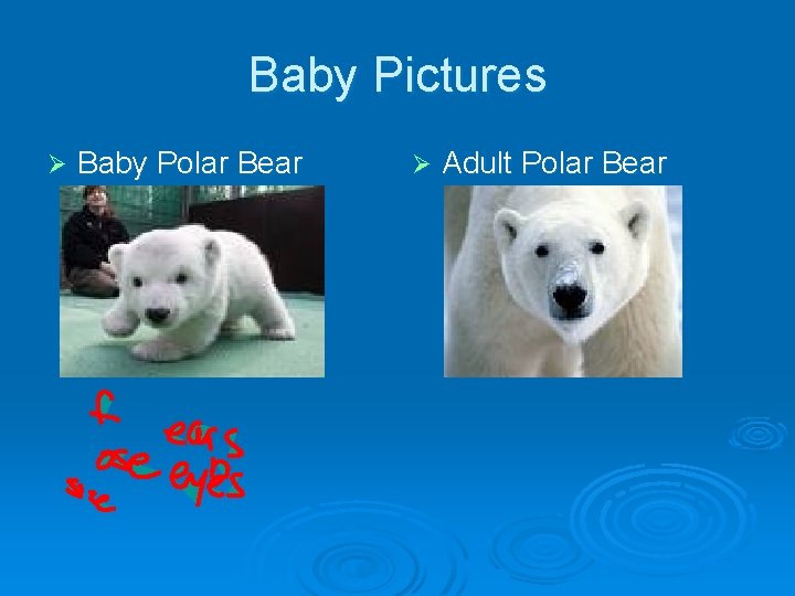 Baby Pictures Ø Baby Polar Bear Ø Adult Polar Bear 