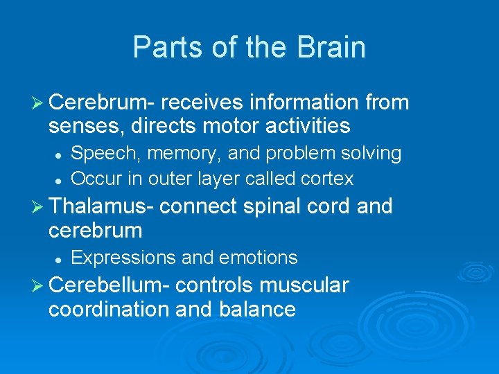 Parts of the Brain Ø Cerebrum- receives information from senses, directs motor activities l