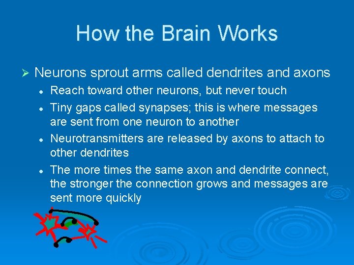 How the Brain Works Ø Neurons sprout arms called dendrites and axons l l