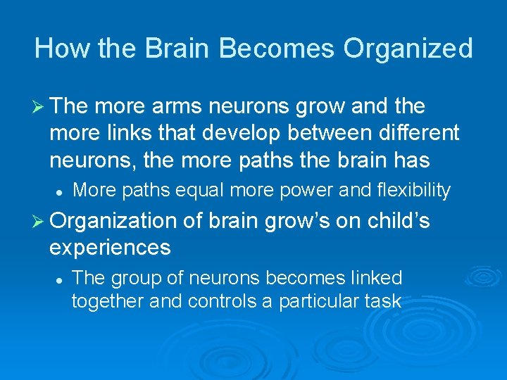 How the Brain Becomes Organized Ø The more arms neurons grow and the more