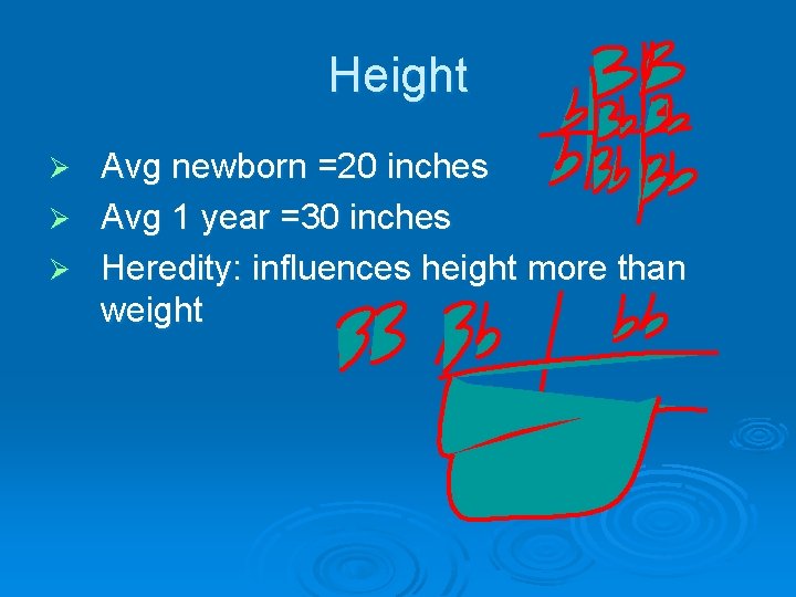 Height Avg newborn =20 inches Ø Avg 1 year =30 inches Ø Heredity: influences