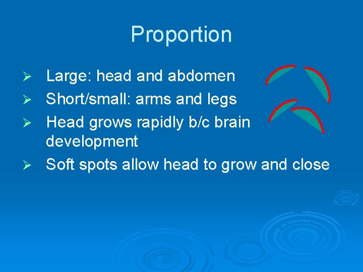 Proportion Large: head and abdomen Ø Short/small: arms and legs Ø Head grows rapidly