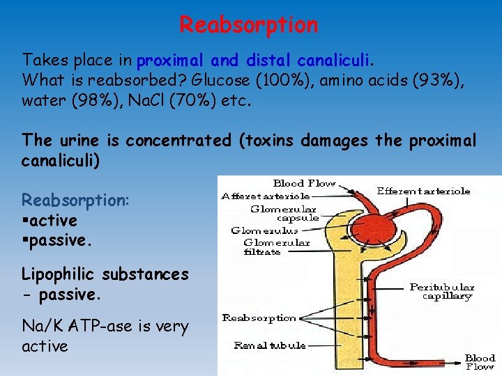 Reabsorption Takes place in proximal and distal canaliculi. What is reabsorbed? Glucose (100%), amino