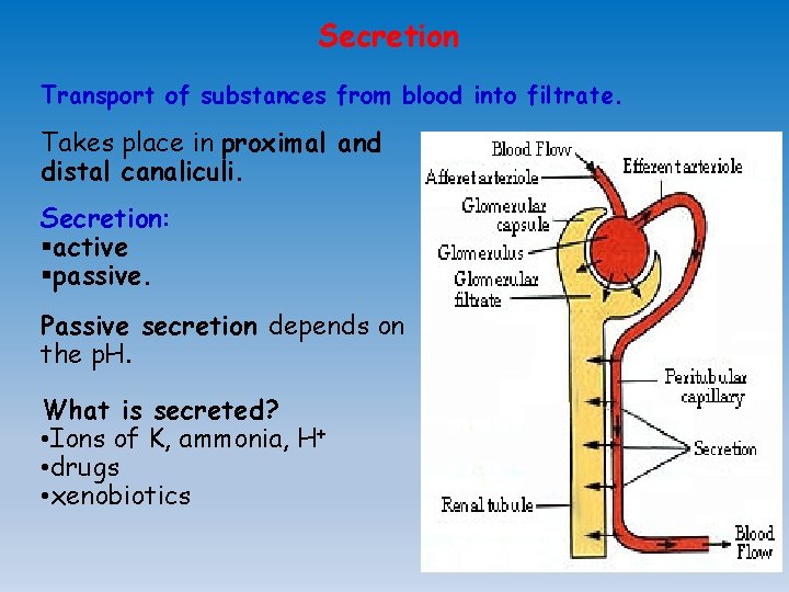 Secretion Transport of substances from blood into filtrate. Takes place in proximal and distal