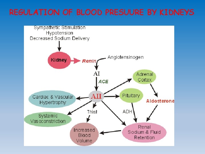 REGULATION OF BLOOD PRESUURE BY KIDNEYS 