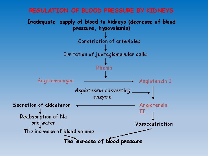 REGULATION OF BLOOD PRESSURE BY KIDNEYS Inadequate supply of blood to kidneys (decrease of