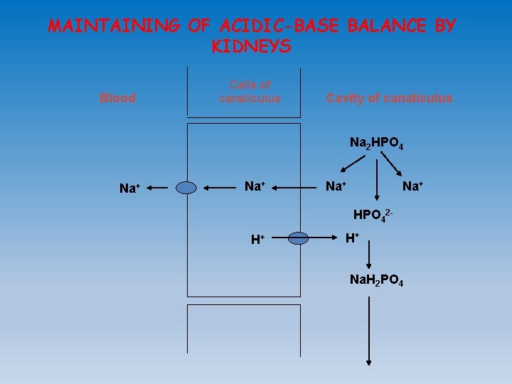 MAINTAINING OF ACIDIC-BASE BALANCE BY KIDNEYS Blood Cells of canaliculus Cavity of canaliculus Na