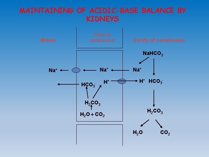 MAINTAINING OF ACIDIC-BASE BALANCE BY KIDNEYS Blood Cells of canaliculus Cavity of canaliculus Na.