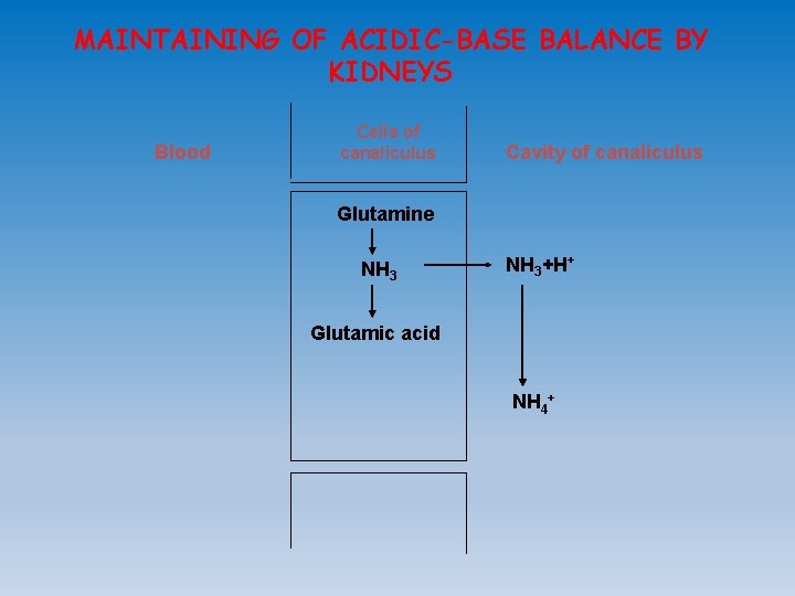MAINTAINING OF ACIDIC-BASE BALANCE BY KIDNEYS Blood Cells of canaliculus Cavity of canaliculus Glutamine