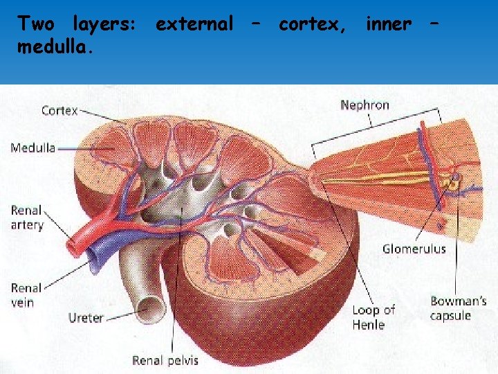 Two layers: external – cortex, inner – medulla. 