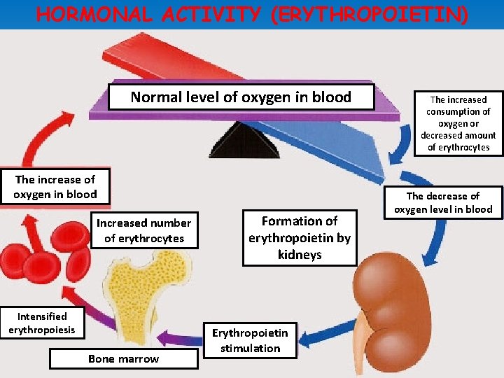HORMONAL ACTIVITY (ERYTHROPOIETIN) Normal level of oxygen in blood The increase of oxygen in