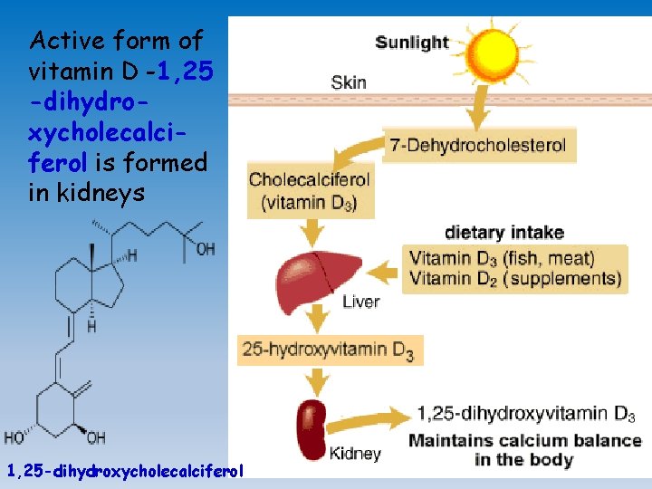 Active form of vitamin D -1, 25 -dihydroxycholecalciferol is formed in kidneys 1, 25