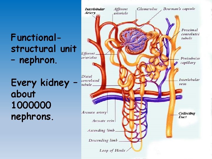 Functionalstructural unit – nephron. Every kidney – about 1000000 nephrons. 