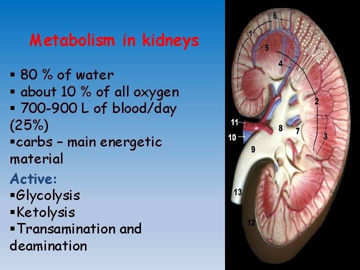 Metabolism in kidneys § 80 % of water § about 10 % of all