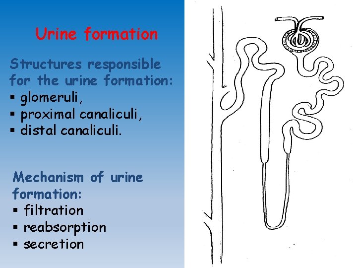 Urine formation Structures responsible for the urine formation: § glomeruli, § proximal canaliculi, §