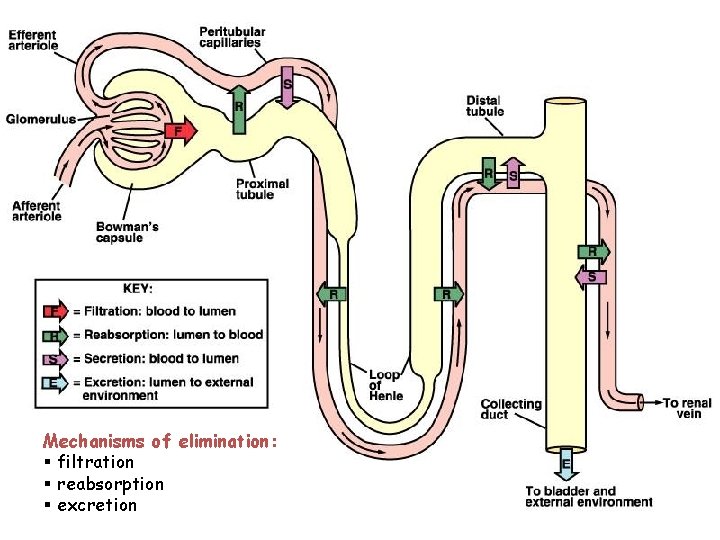 Mechanisms of elimination: § filtration § reabsorption § excretion 