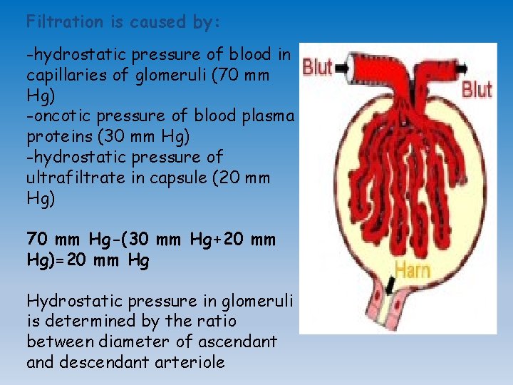 Filtration is caused by: -hydrostatic pressure of blood in capillaries of glomeruli (70 mm