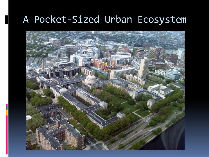 A Pocket-Sized Urban Ecosystem 