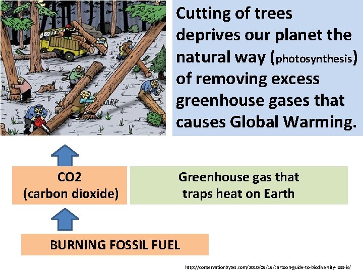 Cutting of trees deprives our planet the natural way (photosynthesis) of removing excess greenhouse