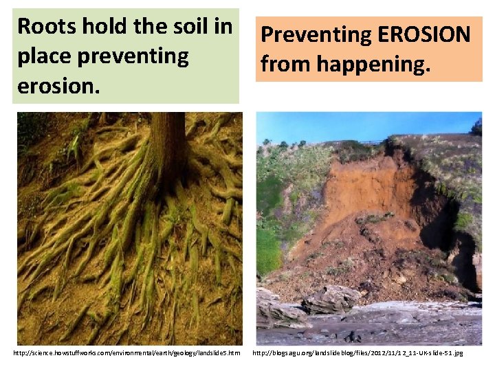 Roots hold the soil in Preventing EROSION place preventing from happening. erosion. http: //science.