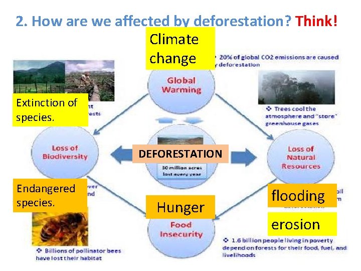 2. How are we affected by deforestation? Think! Climate change Extinction of species. DEFORESTATION