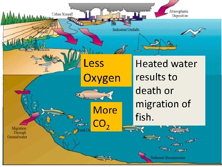 Less Oxygen More CO 2 Heated water results to death or migration of fish.