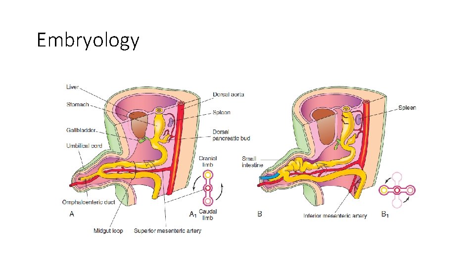 Embryology 