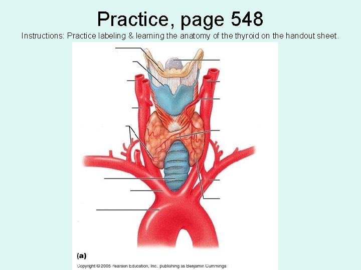 Practice, page 548 Instructions: Practice labeling & learning the anatomy of the thyroid on