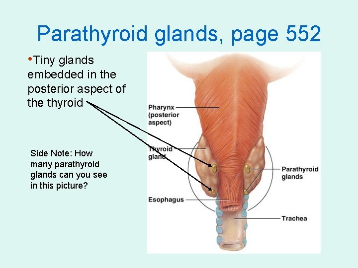 Parathyroid glands, page 552 • Tiny glands embedded in the posterior aspect of the